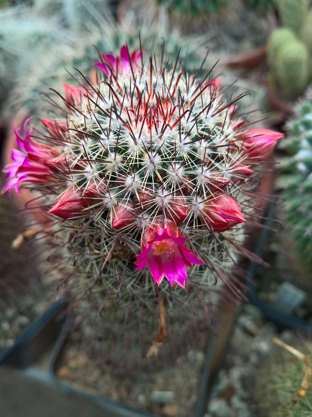 Mammillaria hubert-mulleri